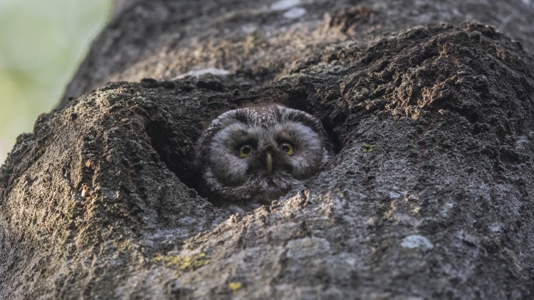 Black owl hiding in the hollow of a tree, Photo from Adobe Stock by Wirestock