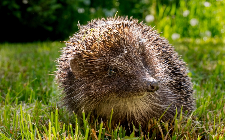 Hedgehog in its natural habitat, Beskid Makowski Mountains, Poland